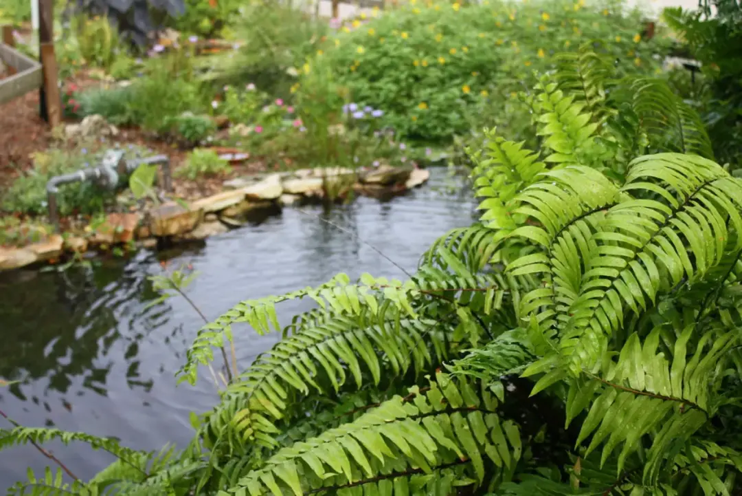 Amazon Aquatic Plants