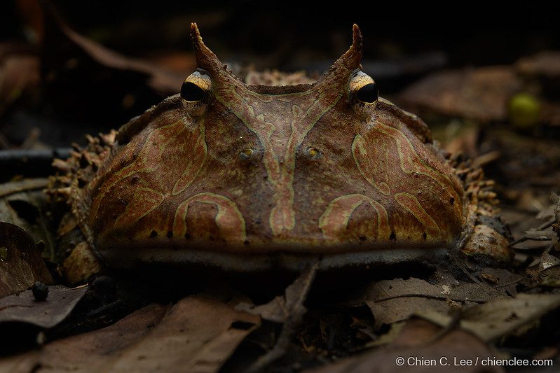 Amazon Horned Frog: Camouflage Master