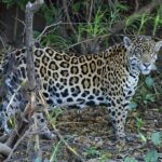 Amazon Jaguars