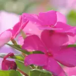 Amazon Medicinal Plants Rosy periwinkle Catharanthus roseus 1 