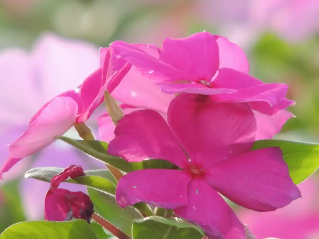 Medicinal Plants of Tambopata, Peru Amazon: Exploring Amazonian Ethnobotany