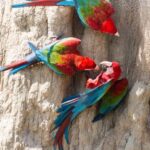 Amazon Parrots