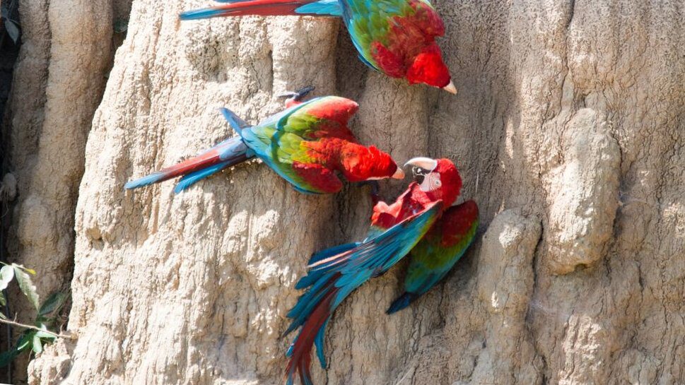 Nº1 Amazon Parrots, and the Spectacle of the Clay Lick: A Colorful Jungle Adventure in Peru