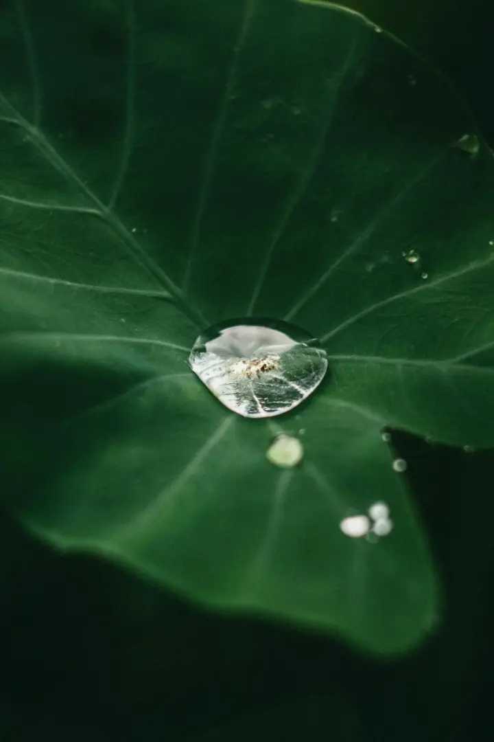 Amazon Rainforest Seasons: Exploring the Unique Climate and Weather