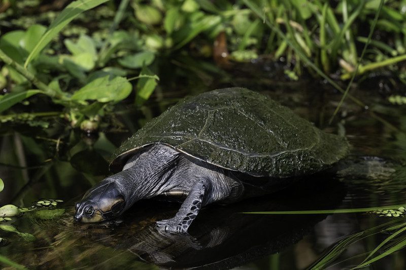 Best Time to the Amazon