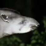 Brazilian Tapir