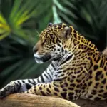 Endangered Amazon Animals Jaguar