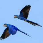 Hyacinth Macaw Anodorhynchus hyacinthinus Threatened Animals in the Amazon