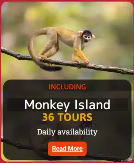 squirrel monkey, a small primate squirrel monkey, a small primate native to and South American Peru Amazon