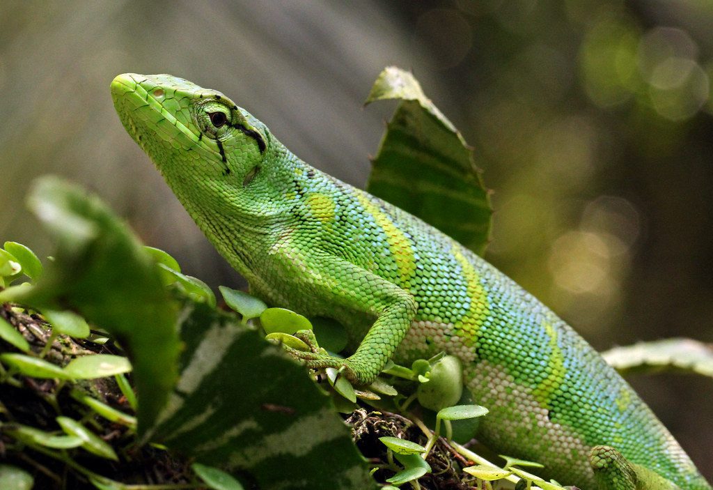 Reptiles of the Tambopata Reserve: A Diverse World Awaits