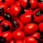 ORMOSIA huayruro seeds meaning