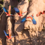 Peruvian amazon trips