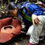 Rafflesia arnoldii plant