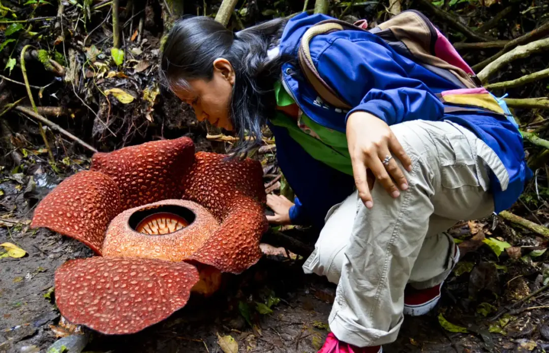 A Guide to the Rarest Plants in the Amazon