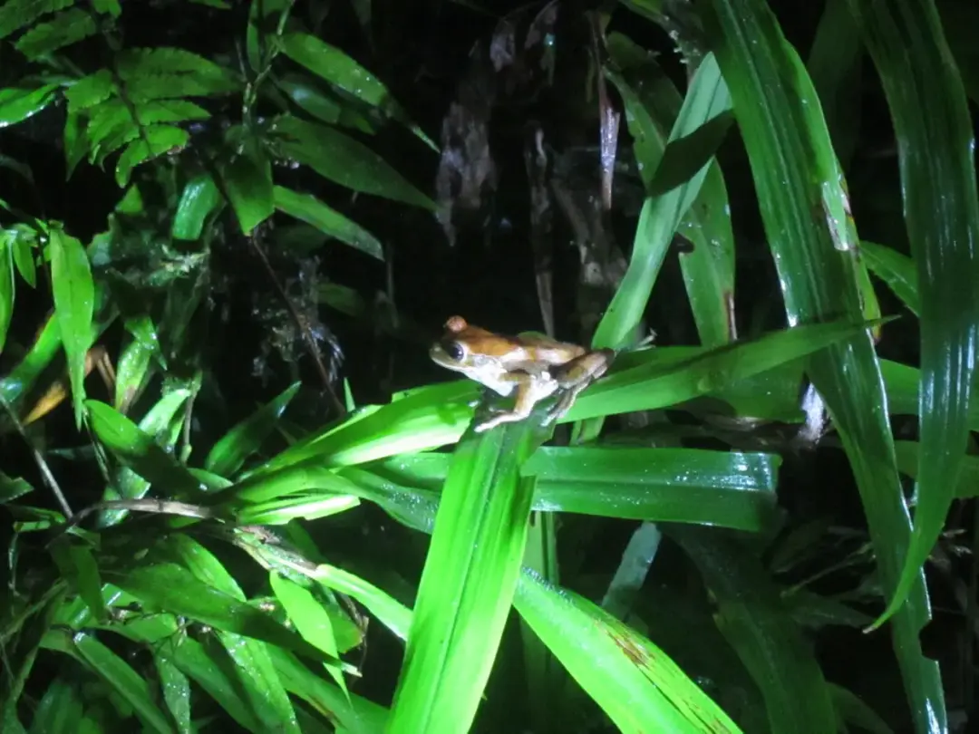 Nocturnal Explorations: A Thrilling Night Walk in Tambopata