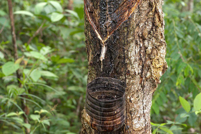 🌍 The Rubber Boom: The Rise and Fall of a Global Economic Frenzy