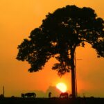 Sunset and a tree behind it and number of trees in amazon rainforest