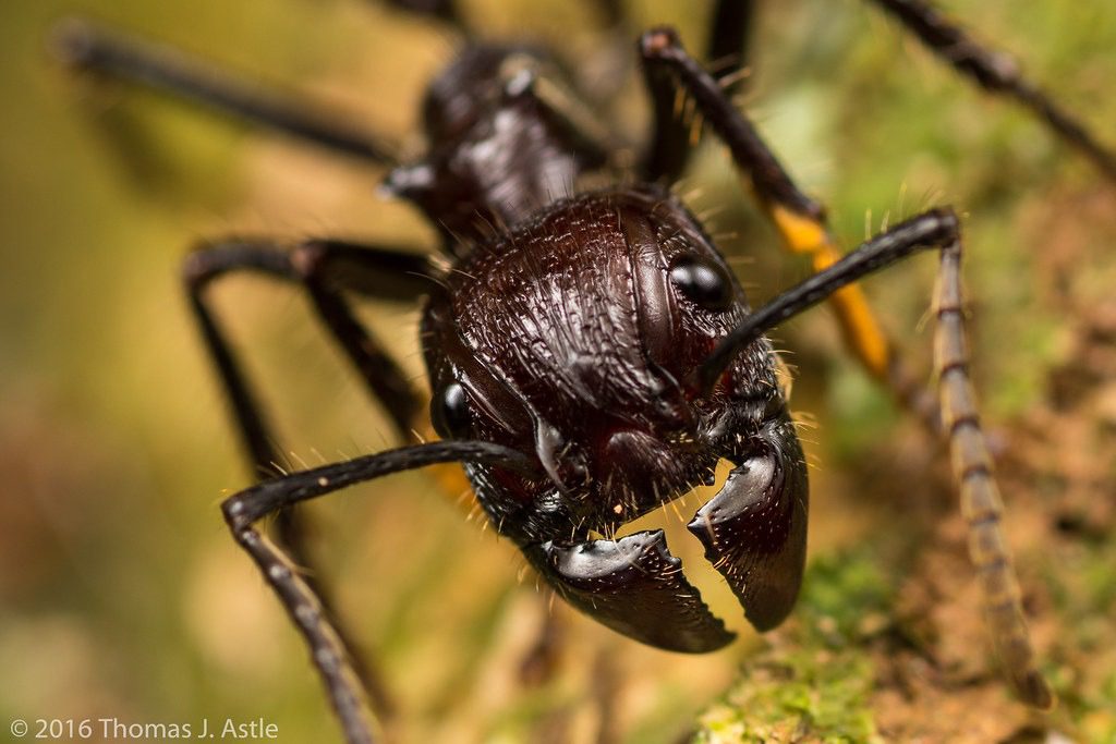 The Bullet Ant: Nature’s Most Painful Sting and Its Fascinating World