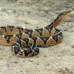 bushmaster Snake Snakes in the Amazon