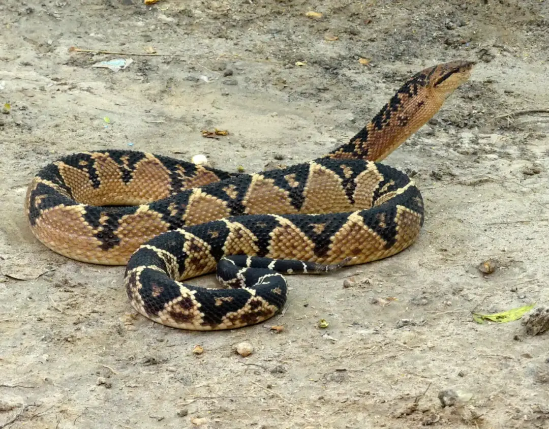 Discovering the Venomous Snakes of the Amazon Rainforest
