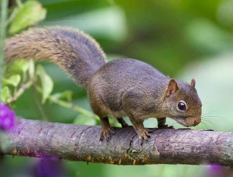 (post) Dwarf Squirrel: Nature’s Smallest and Most Surprising Rodents