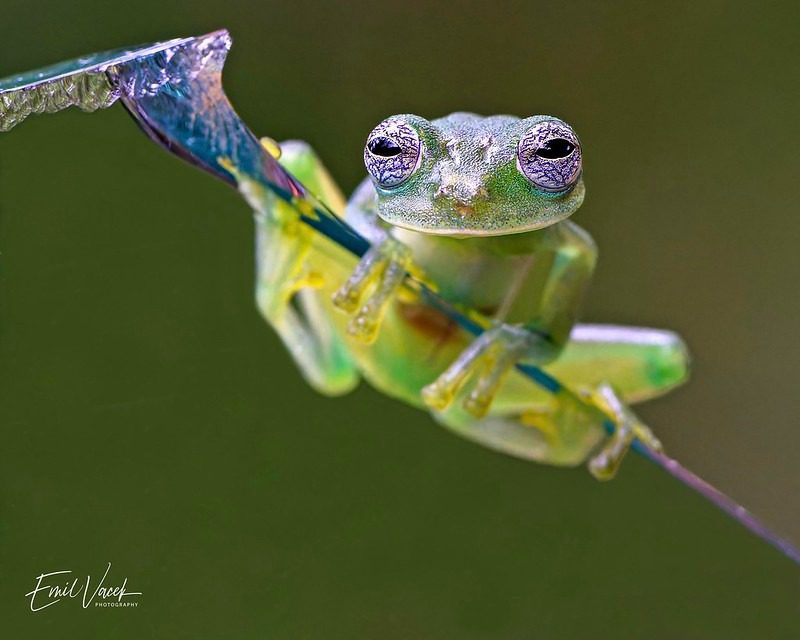 The Fascinating World of the Glass Frog