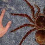 (post) The Goliath Birdeater: Earth’s Giant Spider Unveiled