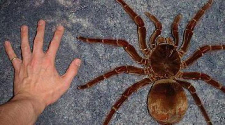 The Goliath Birdeater: Earth’s Giant Spider Unveiled