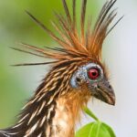 (post) Hoatzin