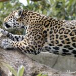 (post) Jaguar: The Ultimate Predator of the Amazon Rainforest