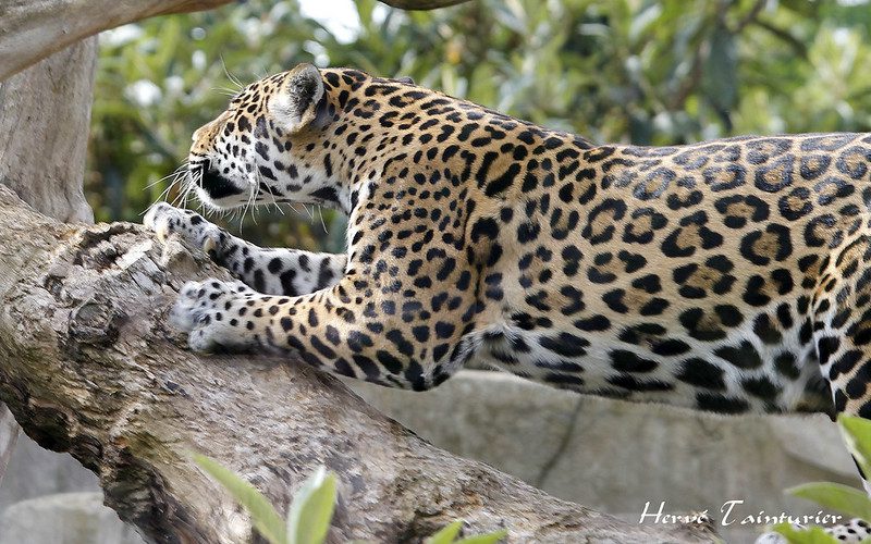Jaguar: The Ultimate Predator of the Amazon Rainforest