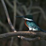 (post) Kingfisher: A Comprehensive Exploration of a Colorful Icon