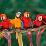 macaw Tambopata research center 4 days