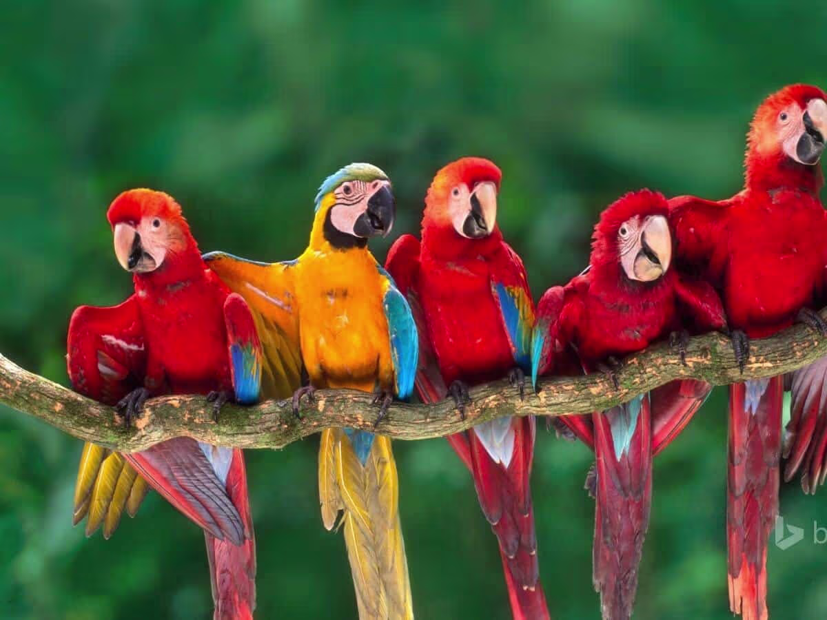 macaw Tambopata research center 4 days