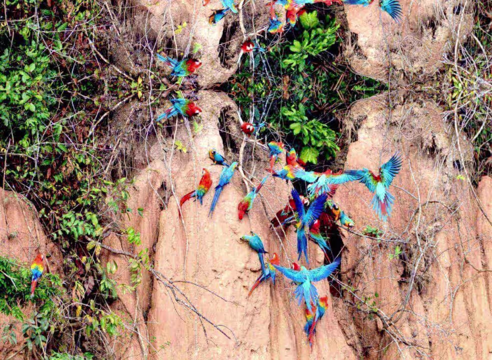 macaw clay Peru jungle cheap all inclusive