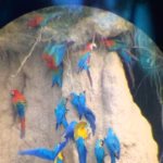 macaw rainforest expedition