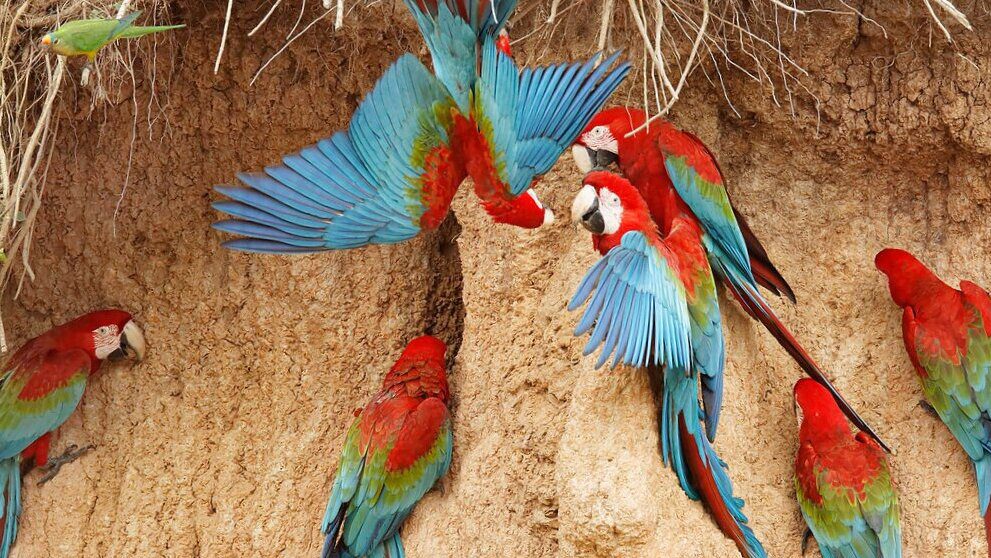 macaws eat clay