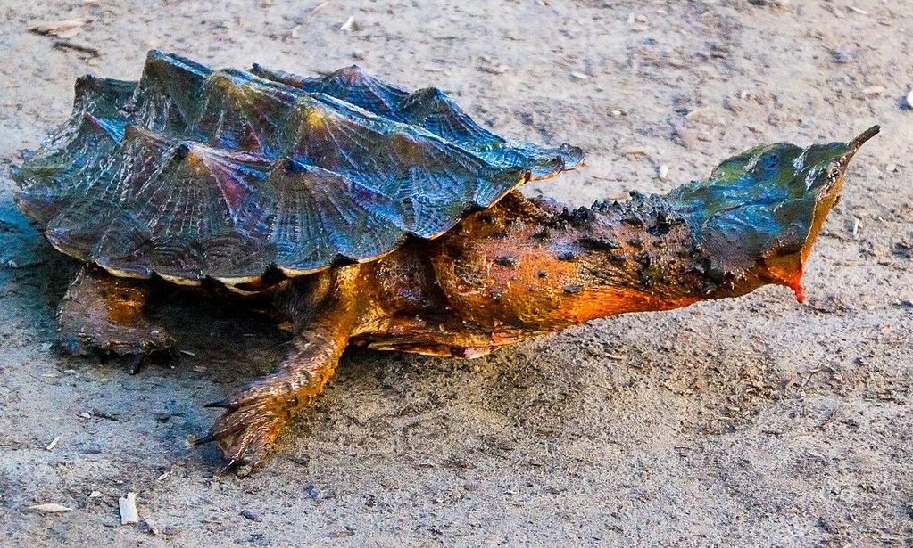 Mata Mata Turtle: The Bizarre and Mysterious Freshwater Marvel