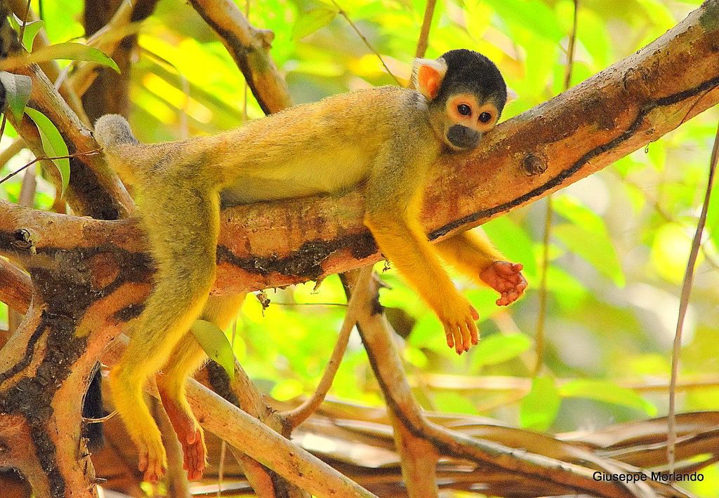 Ultimate Guide to the Squirrel Monkey: Facts, Diet, Habitat, and More