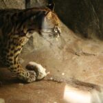 (post) Ocelot: The Elusive Predator of the Tropical Rainforest