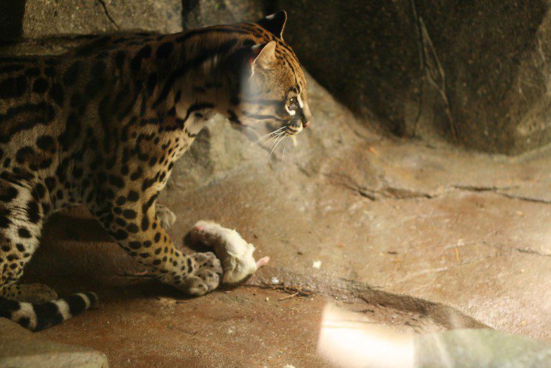 (post) Ocelot: The Elusive Predator of the Tropical Rainforest