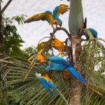 peru amazon rainforest tours