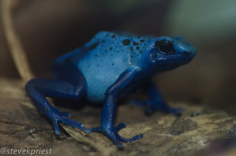 poison dart frog blue