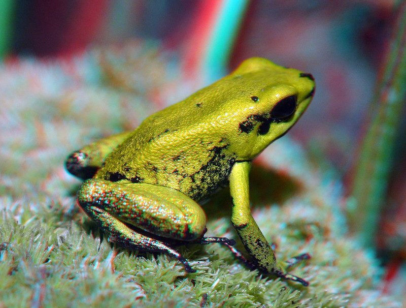 Tambopata Amphibian Diversity: A Vibrant Showcase of Rainforest Life