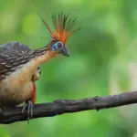 rare amazon animals Hoatzin
