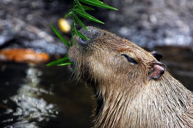 The Capybara: Nature’s Gentle Giant of the Rainforest