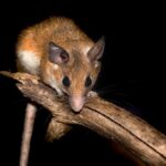 spiny mouse regeneration