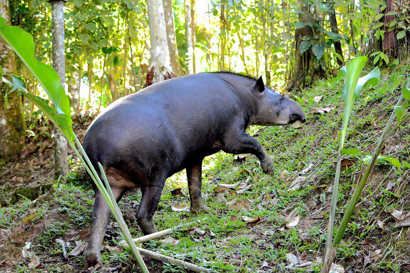 Tapir: The Gentle Herbivore of the Tropics