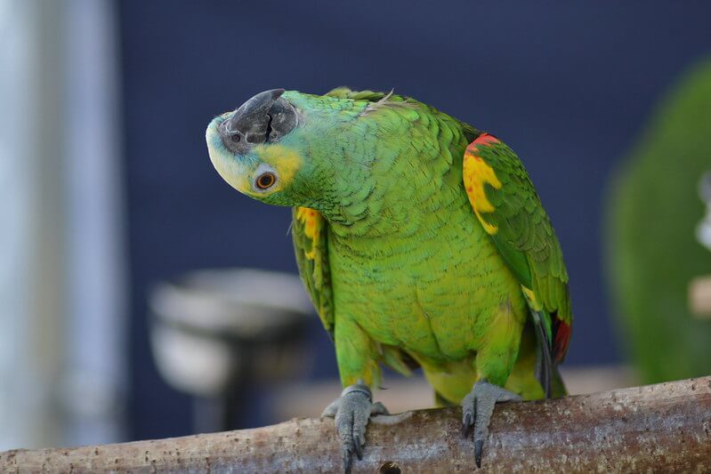 the andes mountains the amazon river and lima