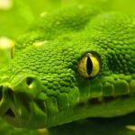 (post) Green Anaconda: The Titan of the Amazon